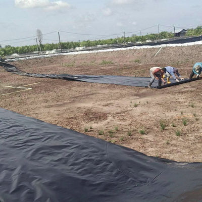 1m-8m Largura Duplo liso preto HDPE Liner de lago Para peixe camarão Piscina de criação